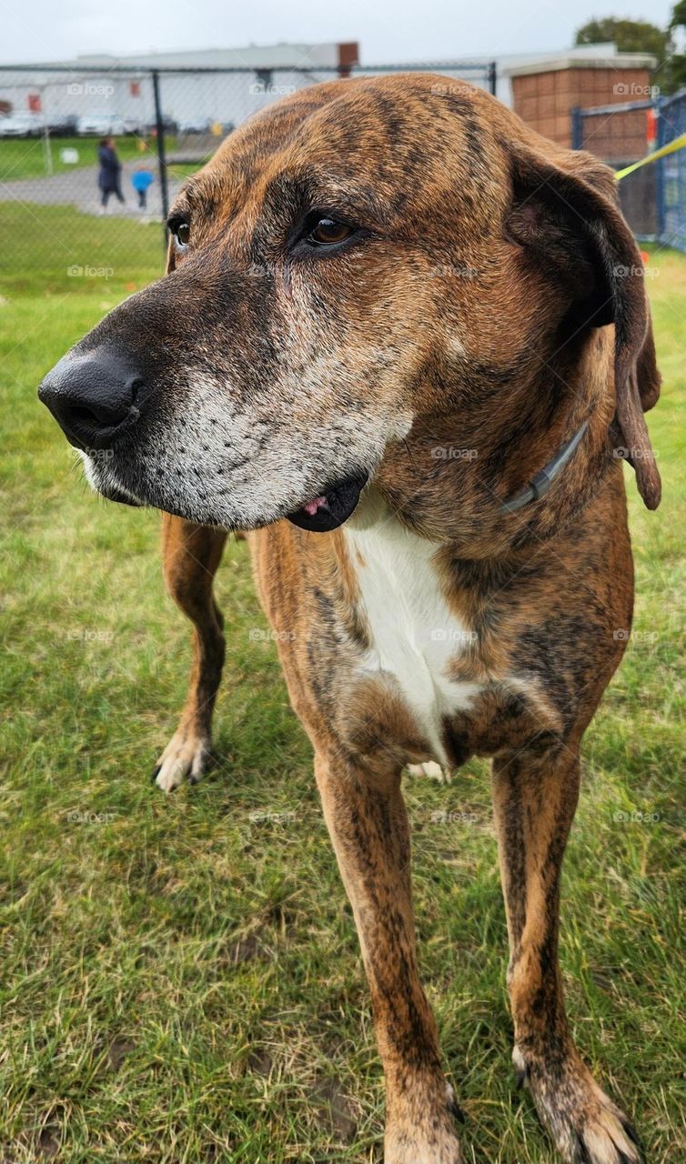 A Handsome Hound Dog