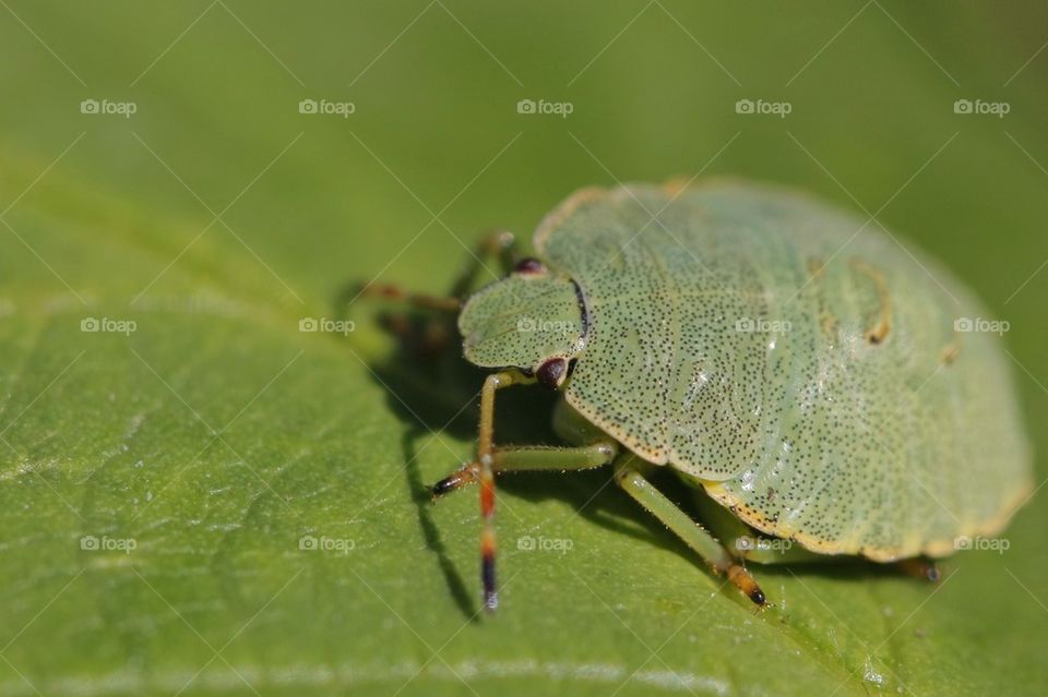 Insect on leaf