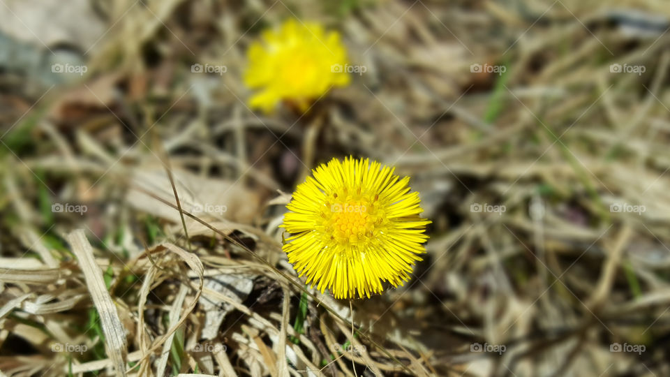 Close-up of wildflower
