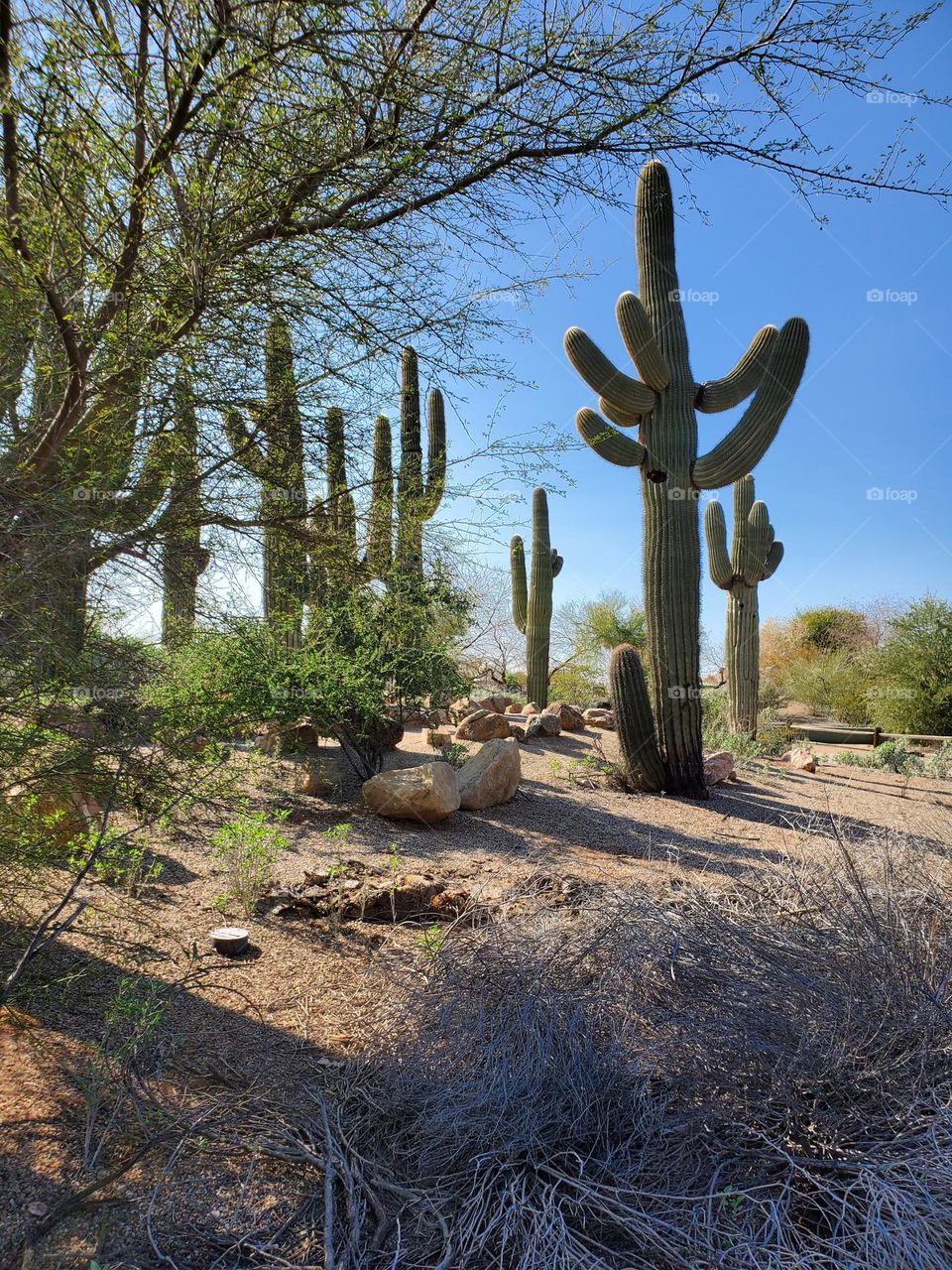 Saguaro in the Arizona Desert