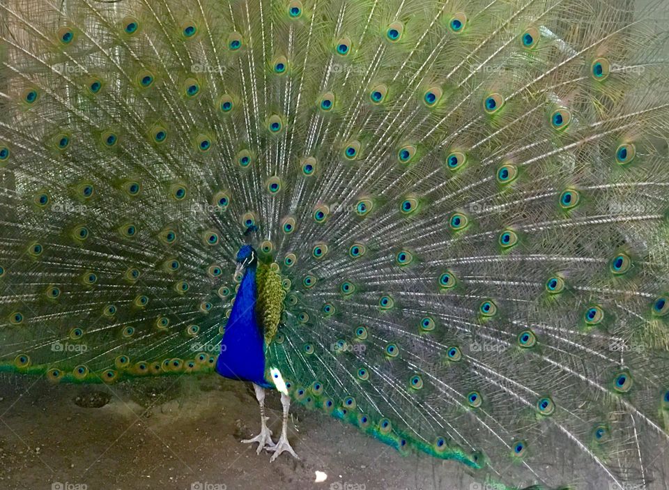 Peacock 