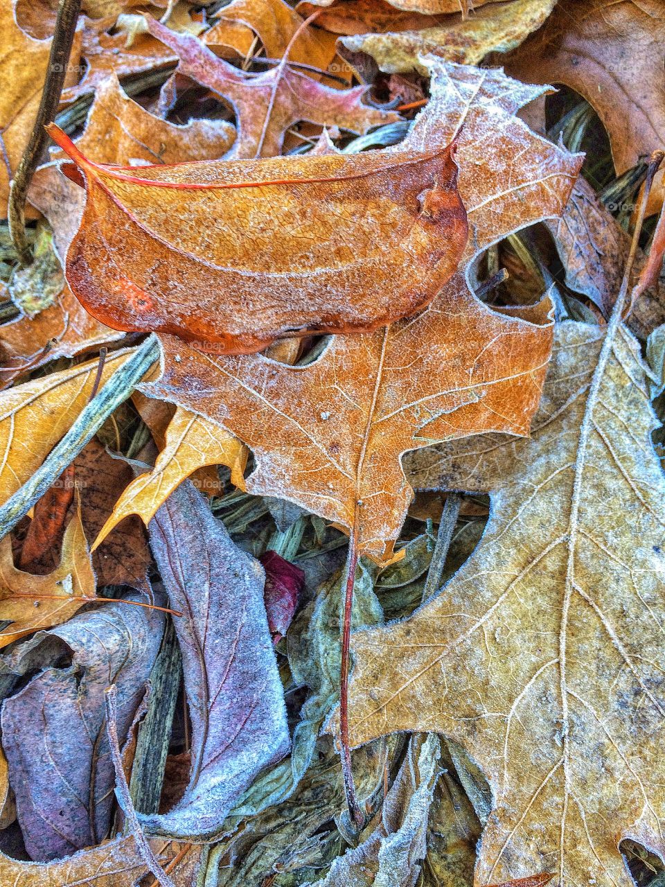 Morning frost...