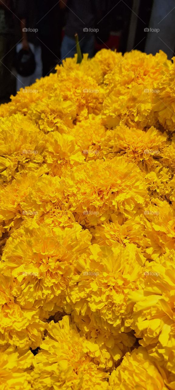 marigold