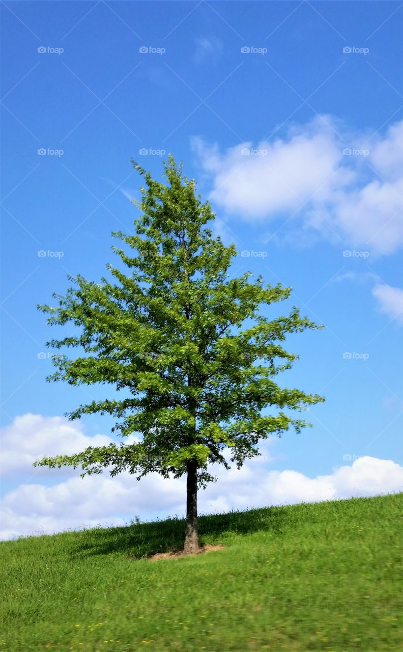 stock tree image