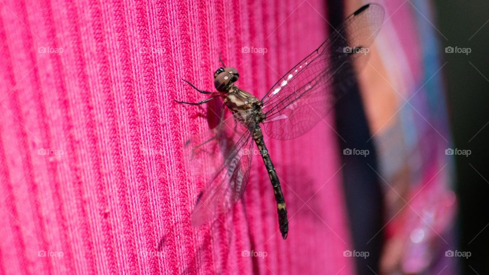 dragonfly on a pink shirt