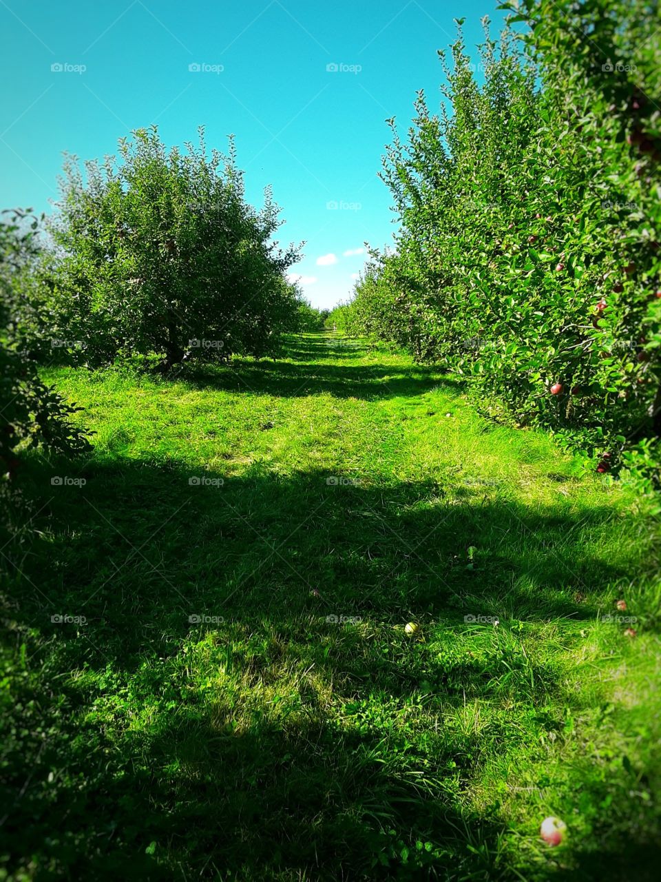 apple orchard