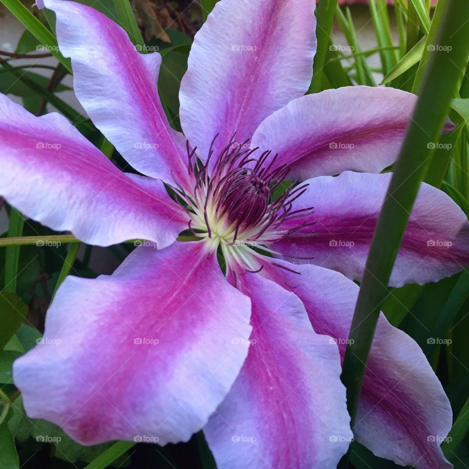 Clematis Nelly Moser. Clematis Nelly Moser