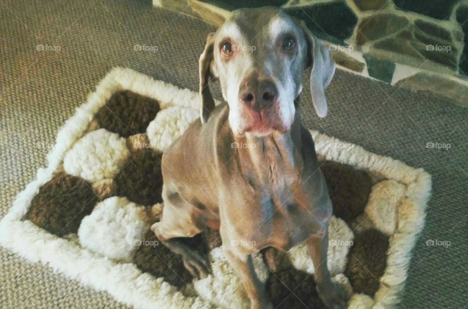 it was the other dog...