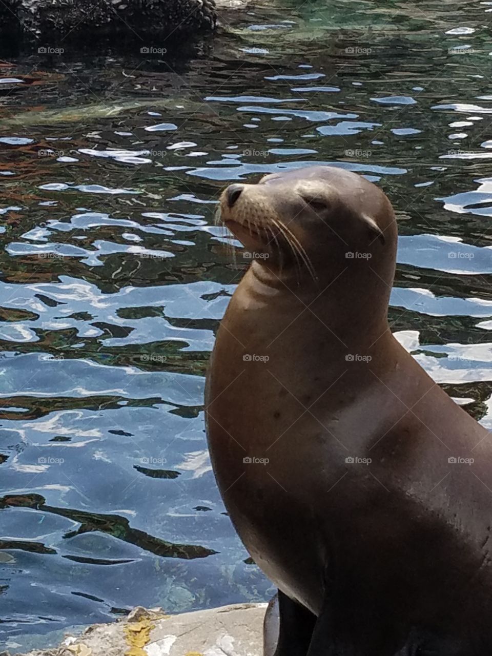 A friendly seal.