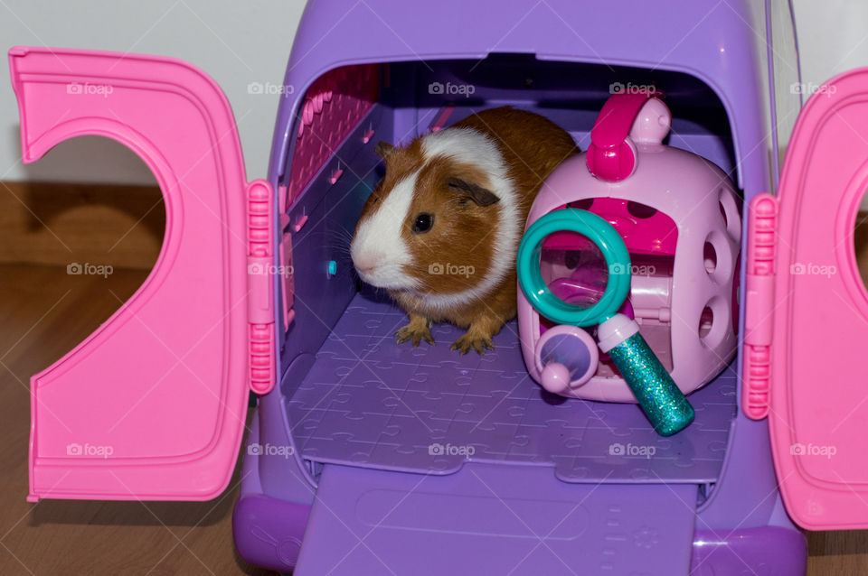 Guinea pig with toy