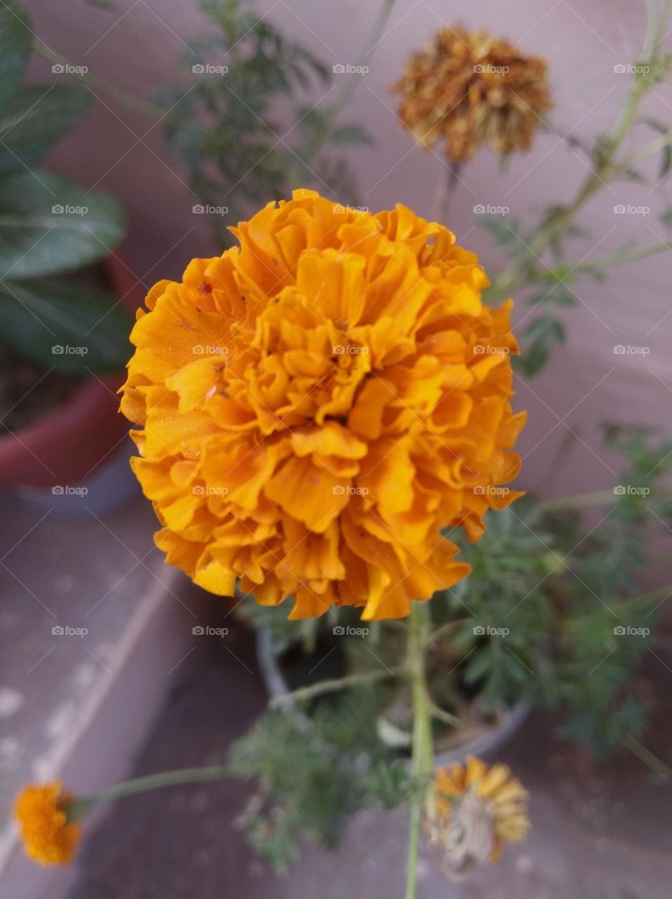 marigold flower yellow fresh seasonal looking very beautiful generally known as Sun flower