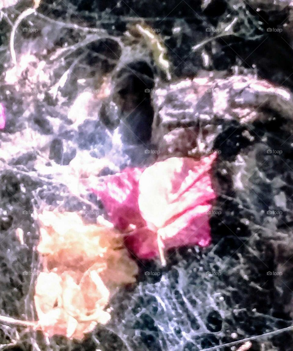 Caught in a Web (close-up)