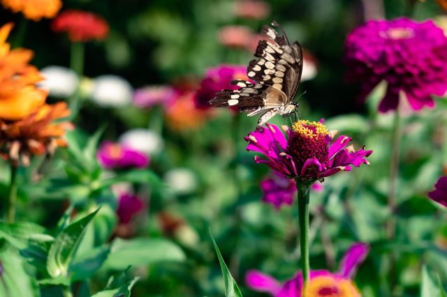 Beautiful and colourful butterfly