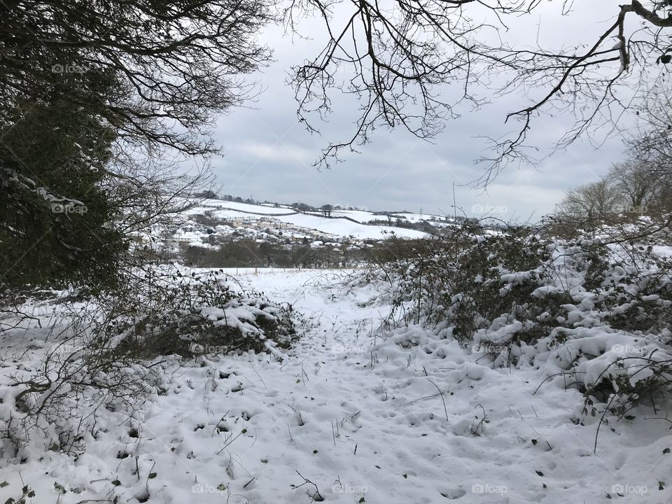 Winter has been different in Devon this year, snow has been a significant feature and it is supposed to be spring flower time.