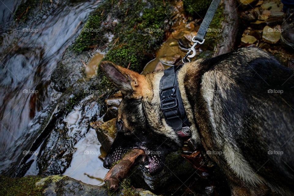 The biggest of sticks