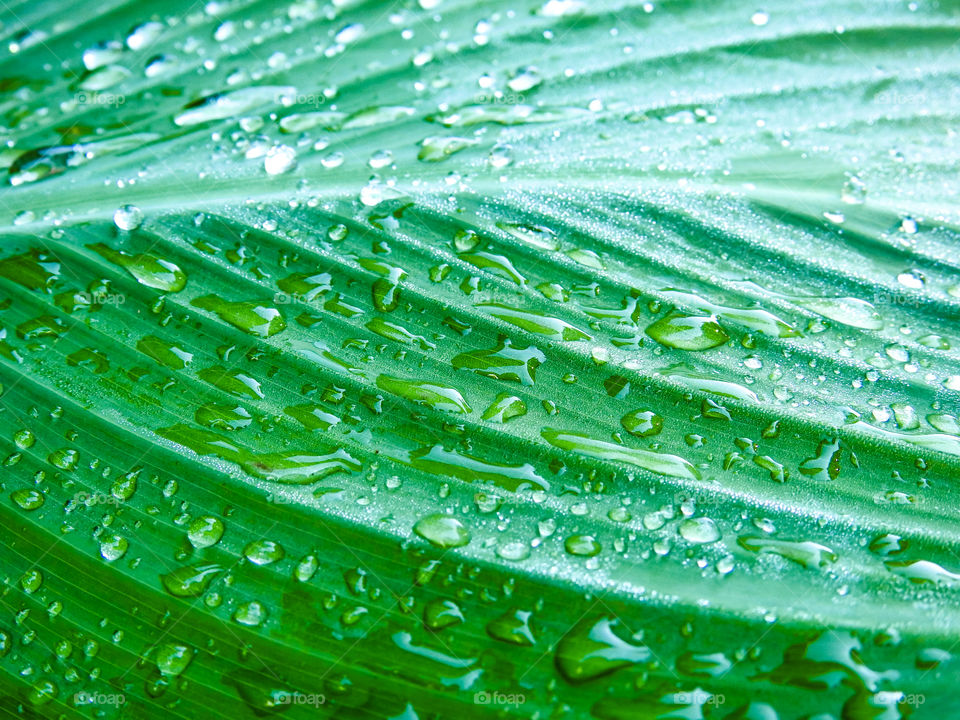 Raindrops On Green Plant Leaf Macro Background