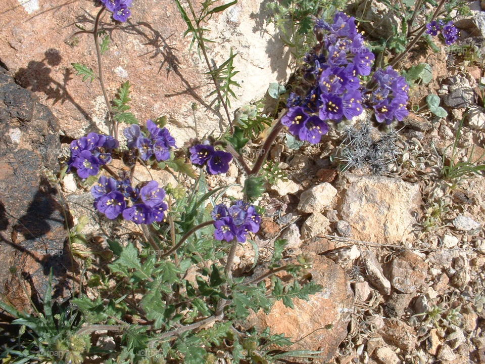 Floral. Wild flowers on Castle Dome Mountain, Arizona