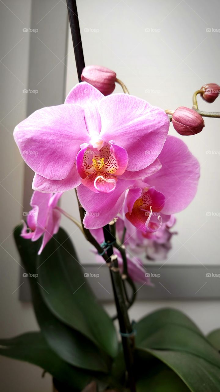 Exuberante orquídeas com uma cor rosa muito forte e acentuada.