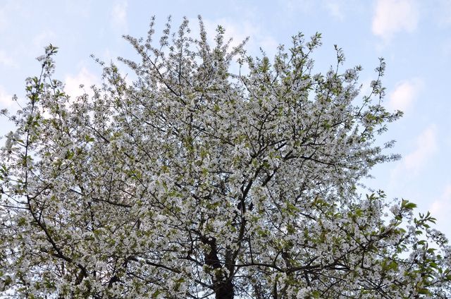 Blossoming.