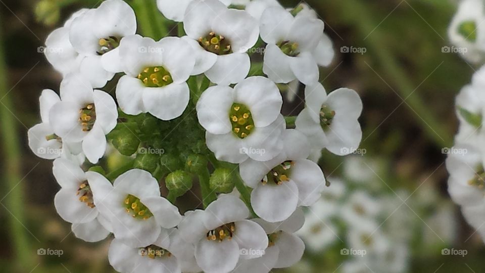 Sweet Bouquet