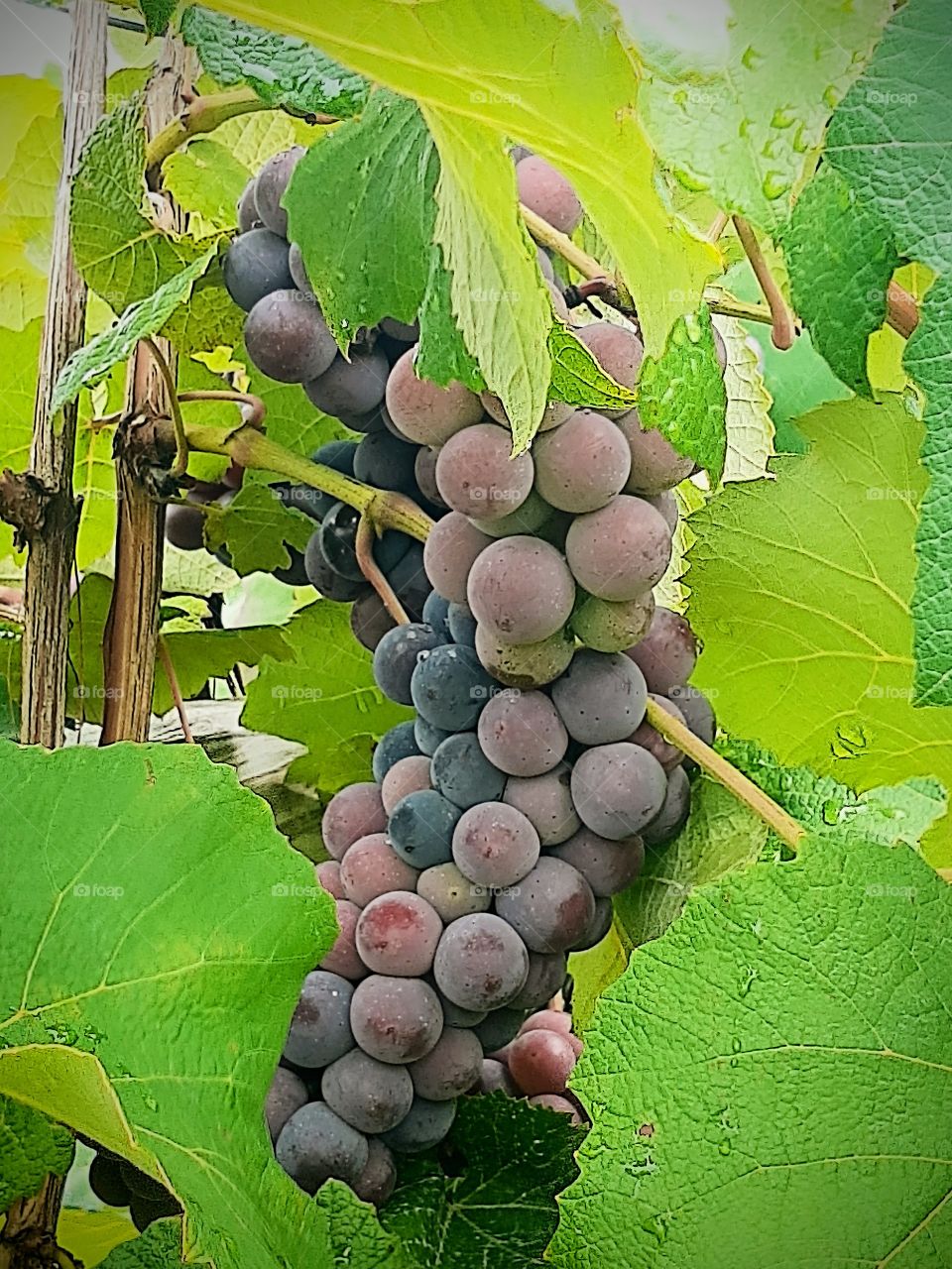 Grapes