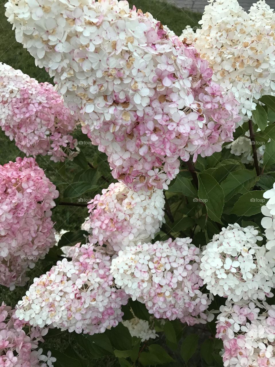 Pink beautiful flowers