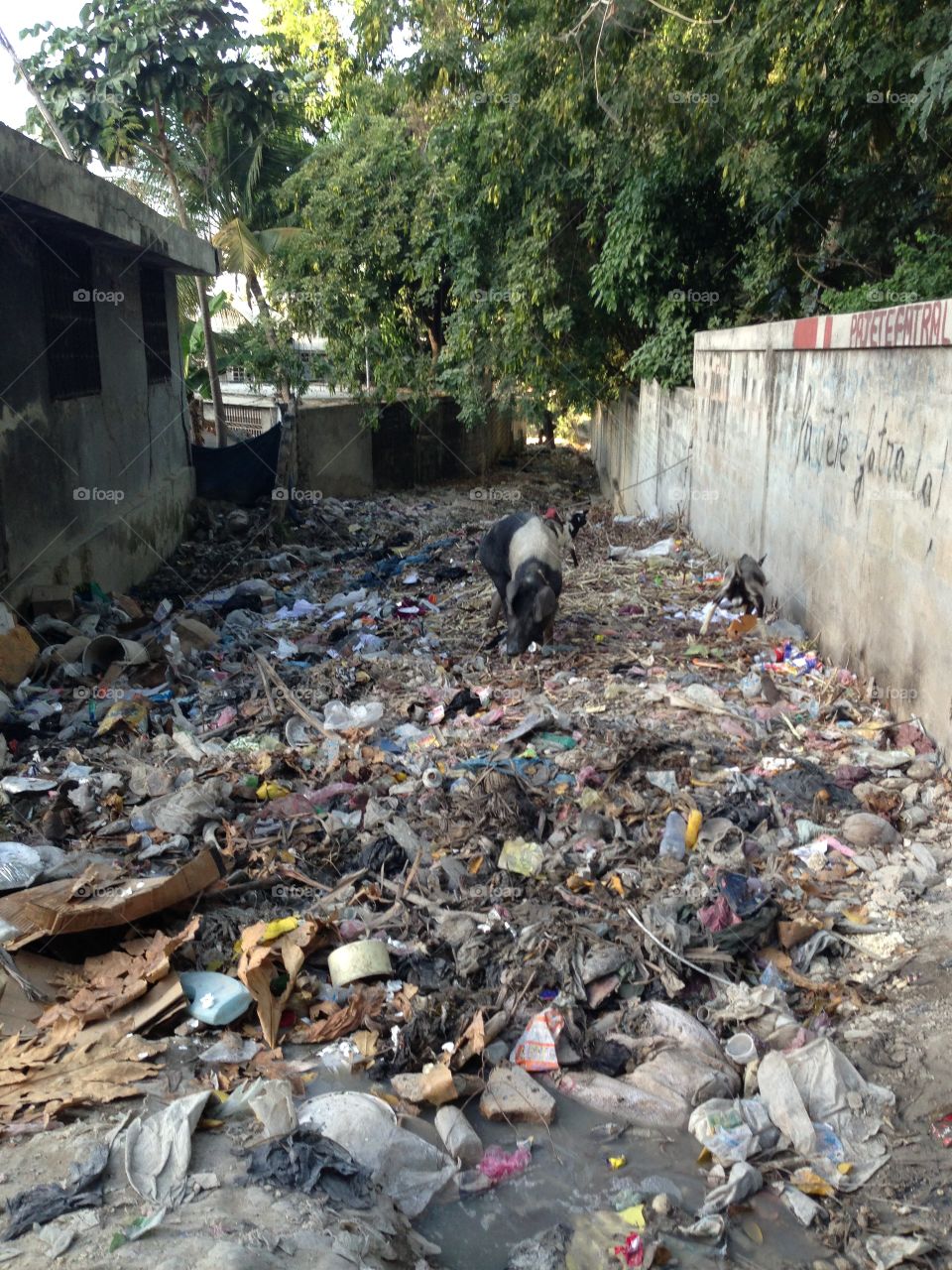 Garbage Dump with pigs in Haiti 