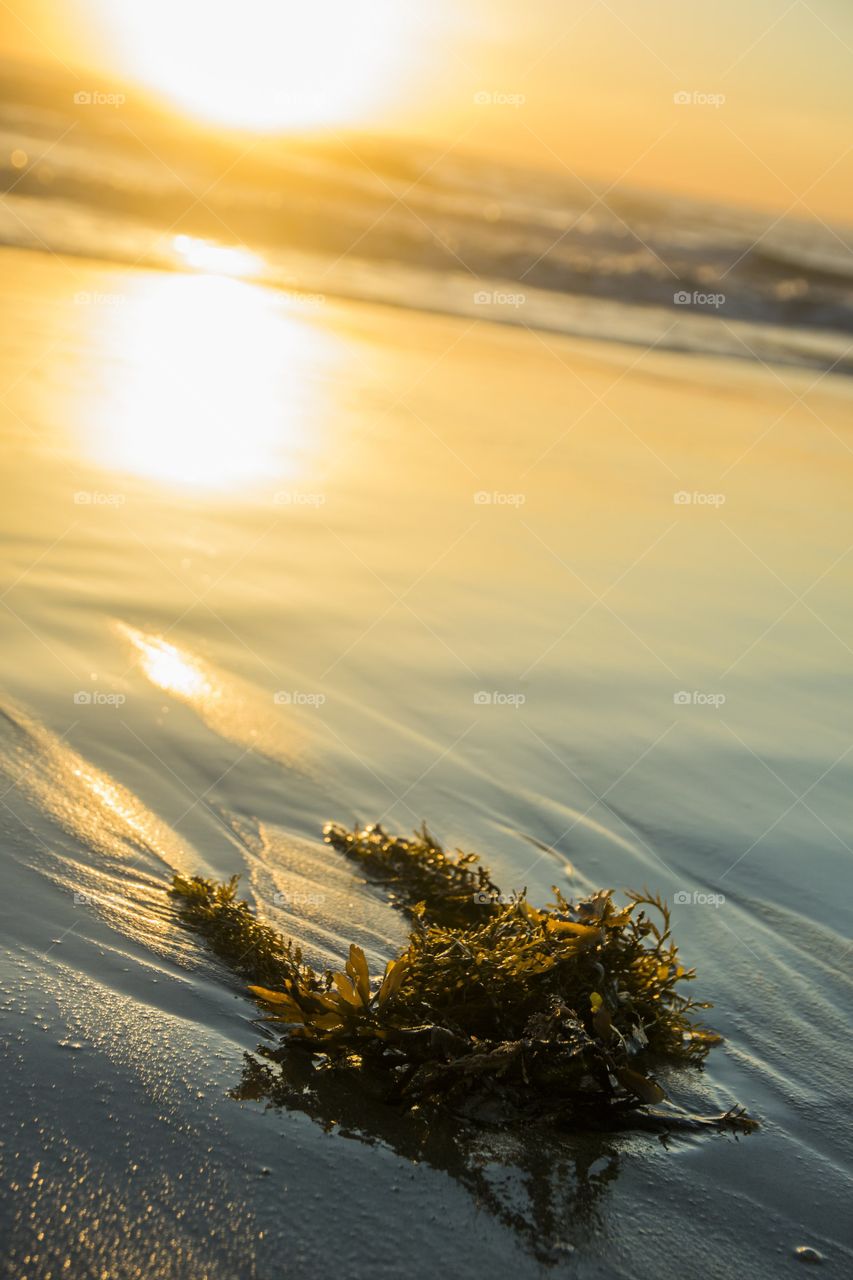 Seaweed on Beach
