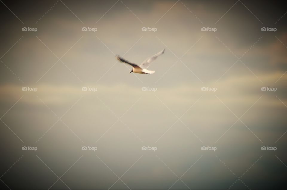 View of bird flying