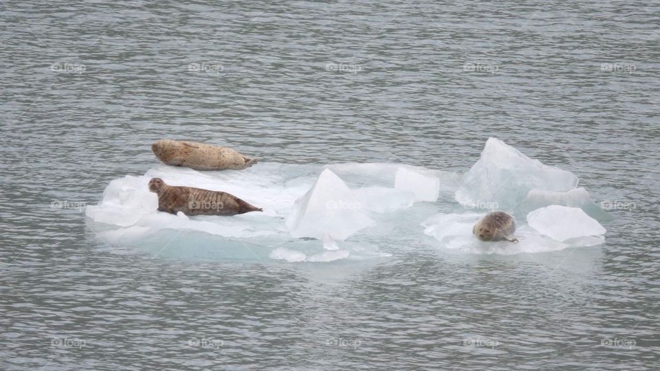 Alaska - sea lions on an iceberg