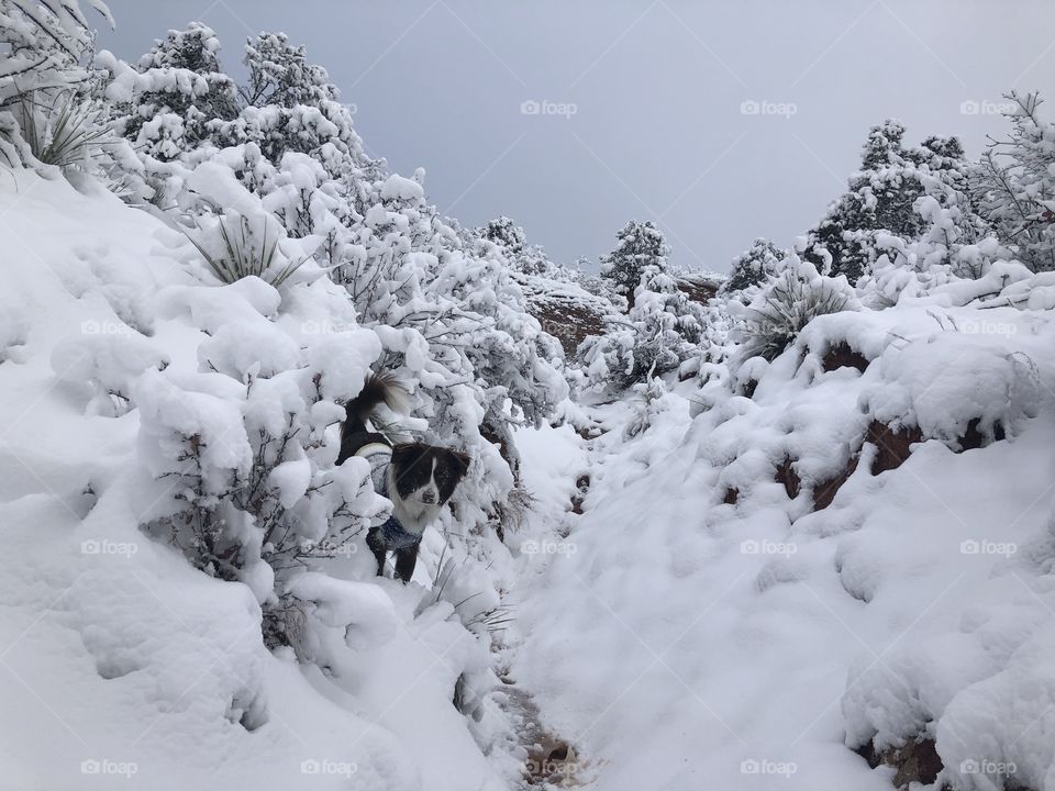 I love showing this little pup the world one snowy tree at a time