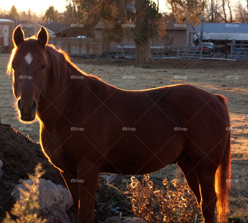 The golden glow of the sun setting highlights the hairs an outline of a beautiful brown horse in Central Oregon on a winter evening. 