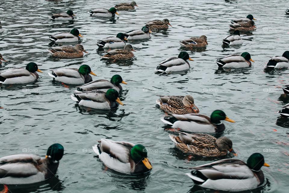 Ducks in the city center