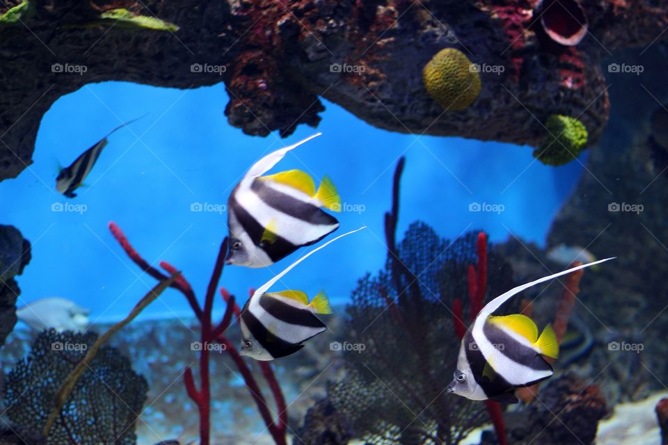 Beautiful creatures from coral rif