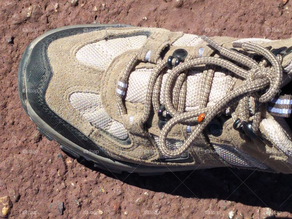 Ladybug traveling on a shoe