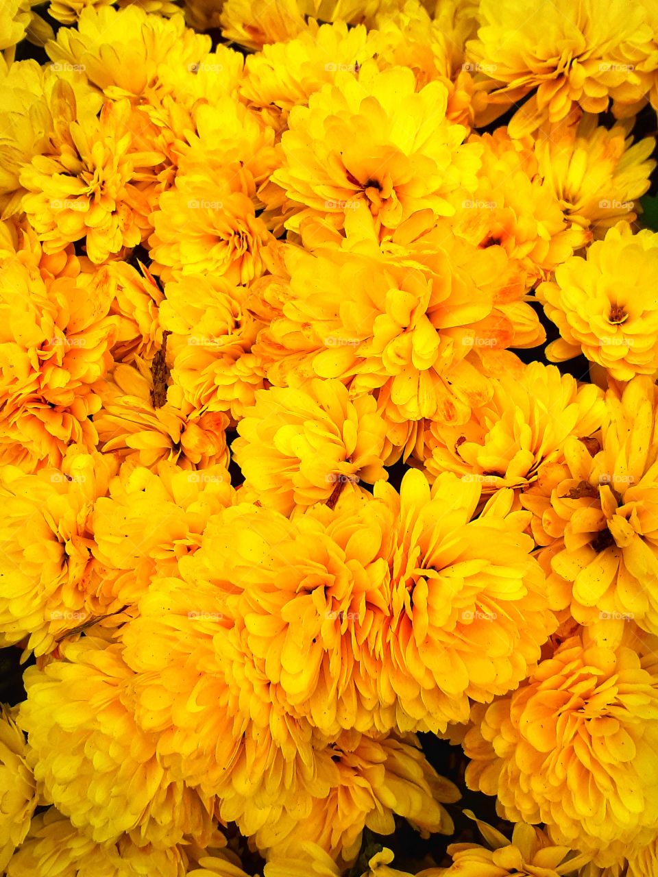 yellow autumn mums