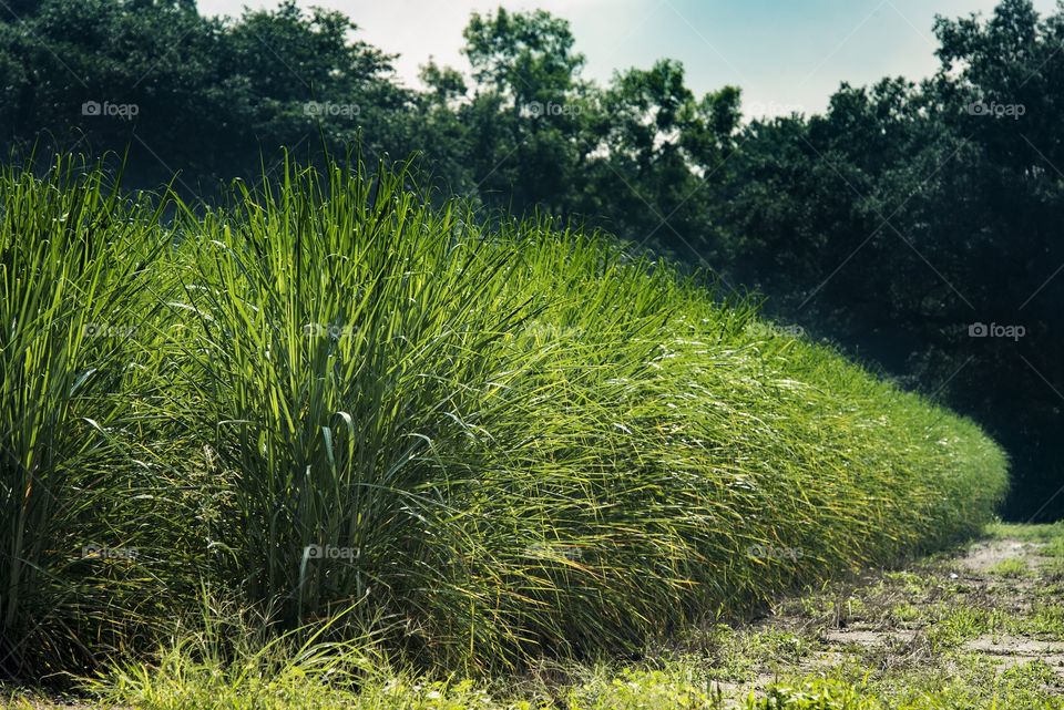 Sugar cane field