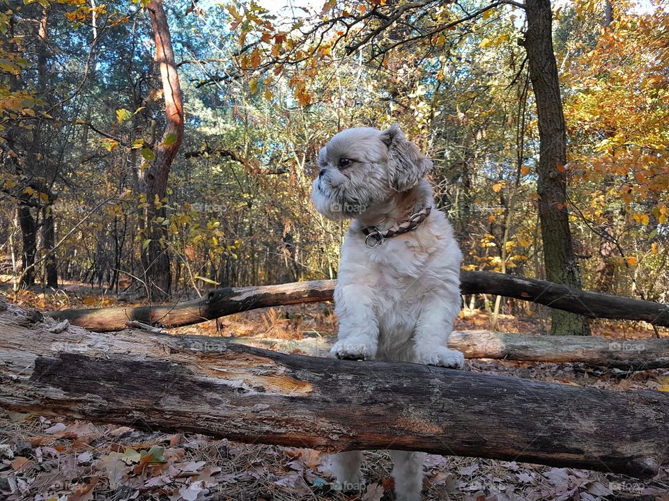 a handsome dog standing on an upturned tree with two paws and looking to the side on a nice summer day.
