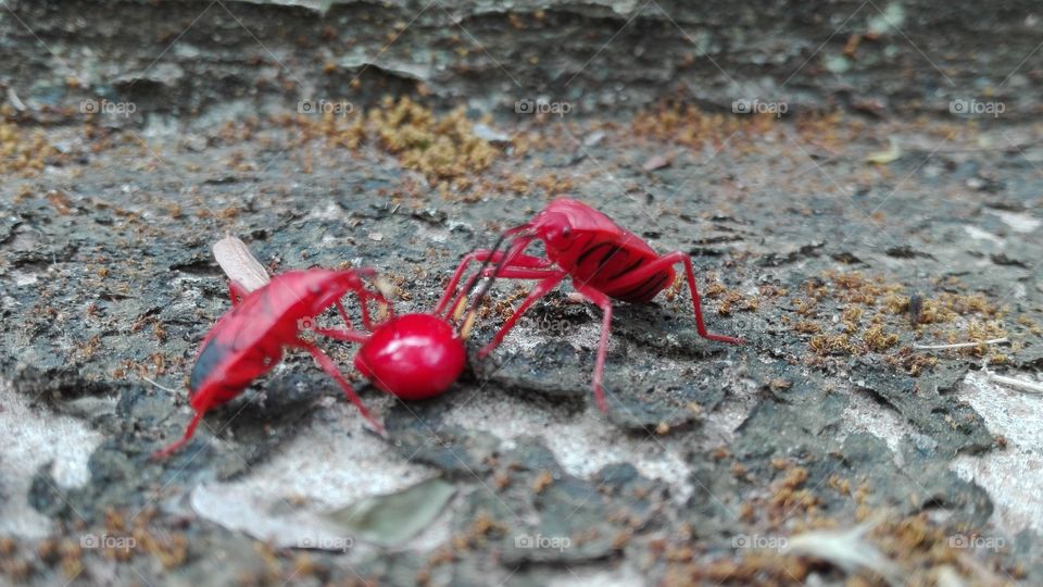 Red.. Beetle... Play... With... Red