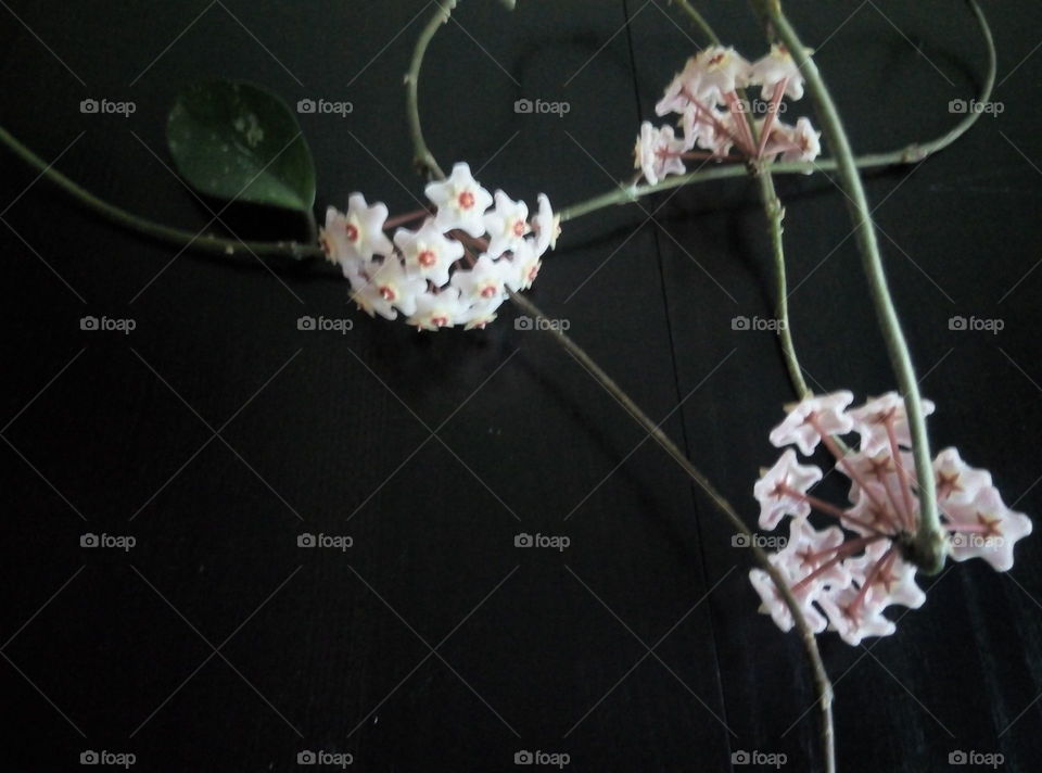 Цветы растения флора декор