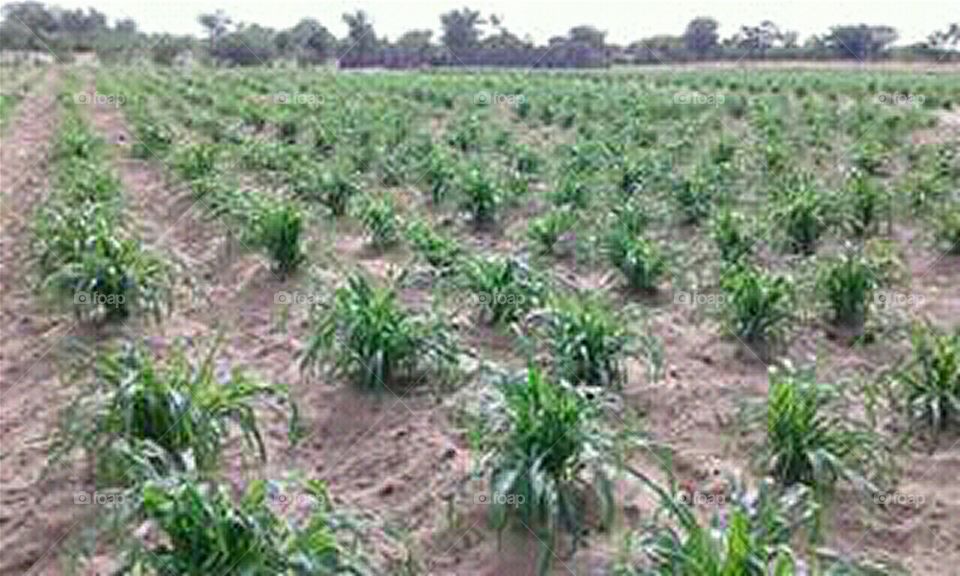 mahangu crops