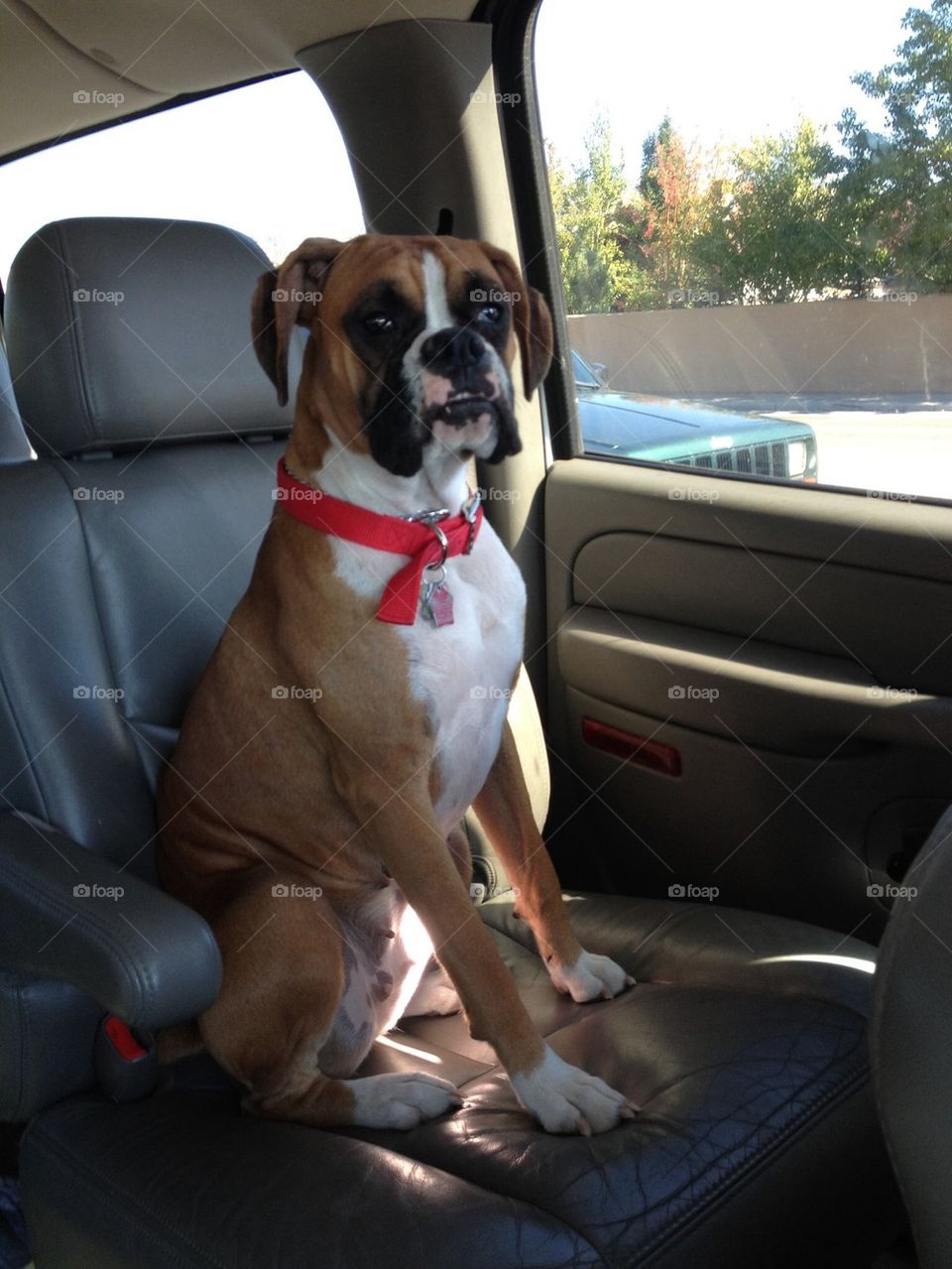 Car ride with Boxer