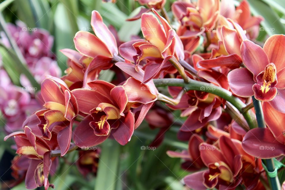 Orchids in elongated arrangement, vivid motion, pink orange and yellow