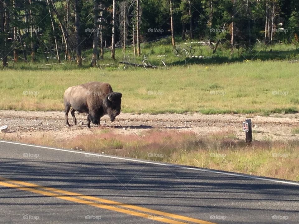 Bison next to road