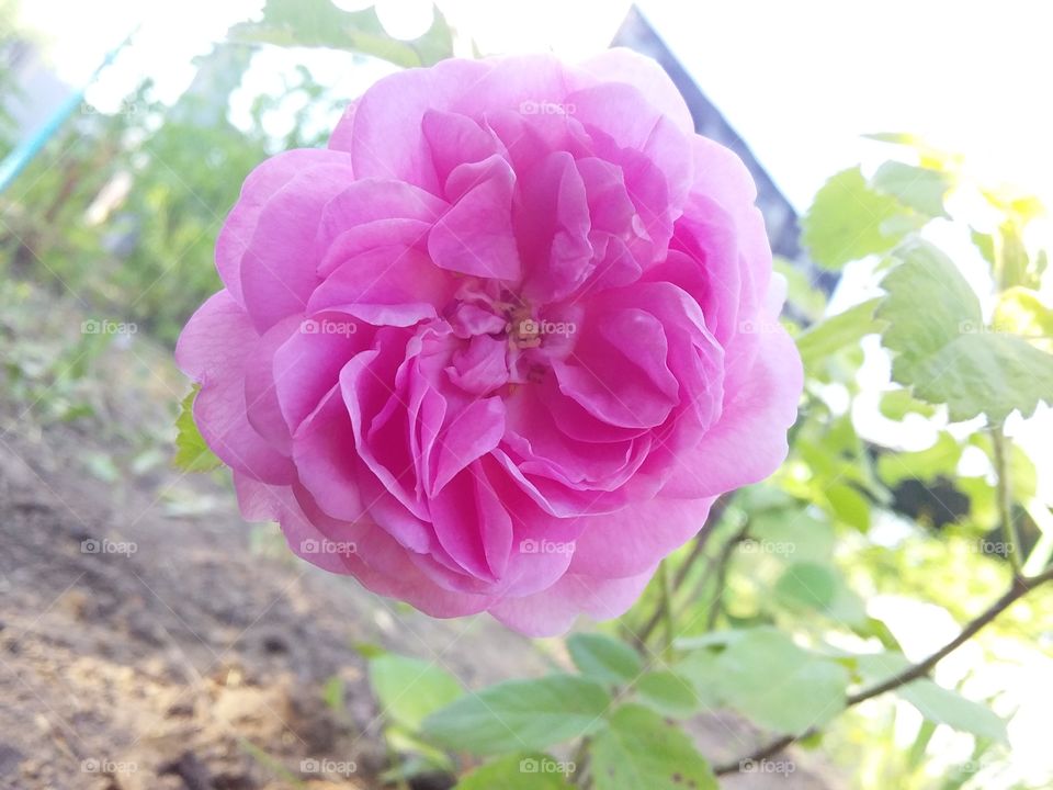 Garden Rose.
