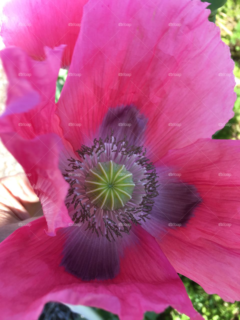 Poppy blossom 