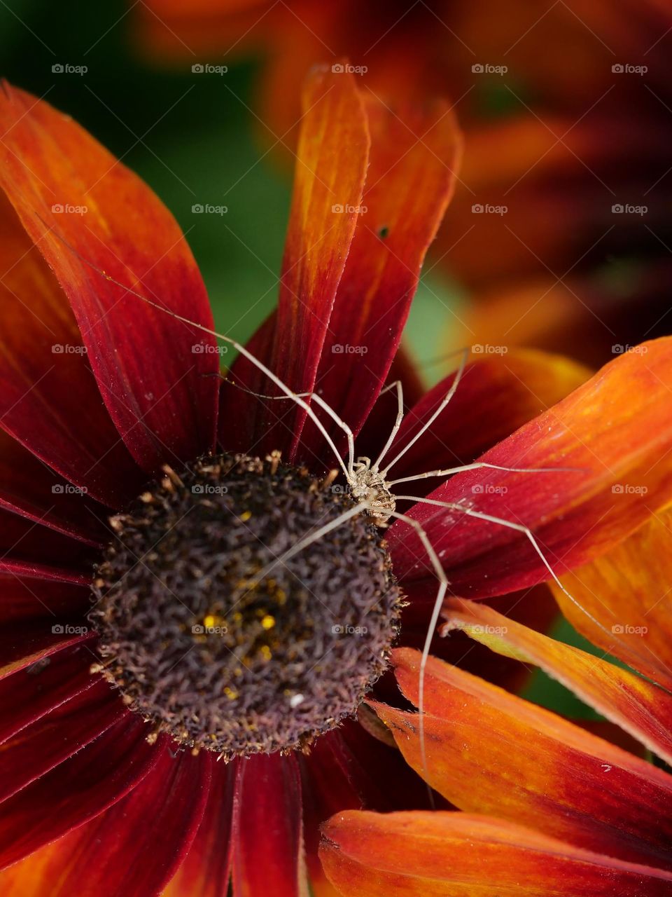 Small spider on flower