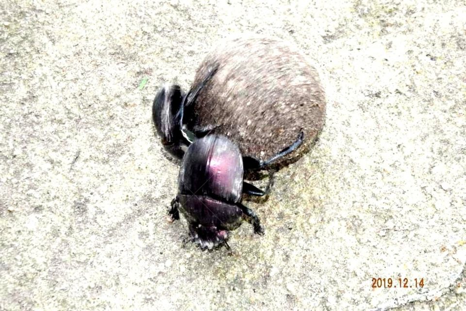 Dung beetles