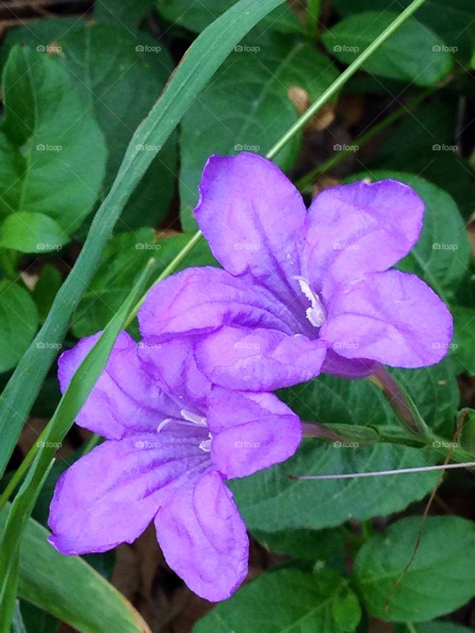 Purple Flowers