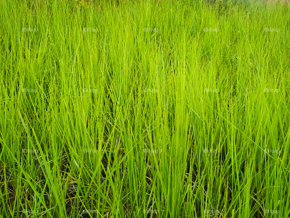 Green wild grass field background - full frame shot